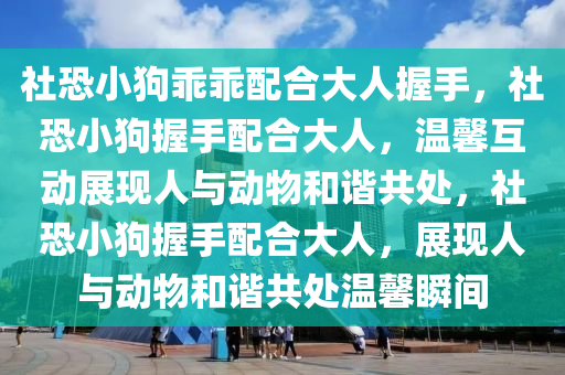 社恐小狗乖乖配合大人握手，社恐小狗握手配合大人，温馨互动展现人与动物和谐共处，社恐小狗握手配合大人，展现人与动物和谐共处温馨瞬间今晚必出三肖2025_2025新澳门精准免费提供·精确判断